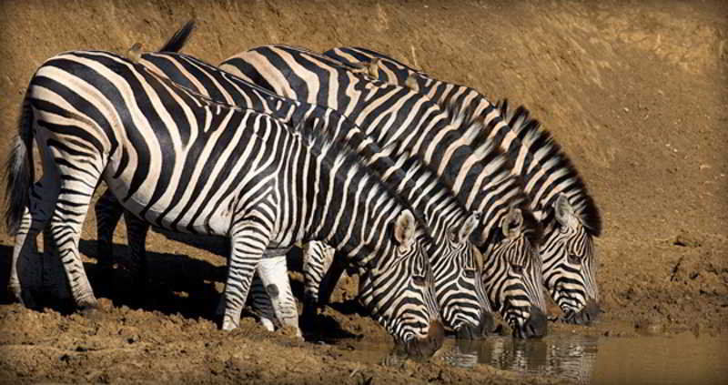 Black Rhino Game Lodge Ruighoek Mine